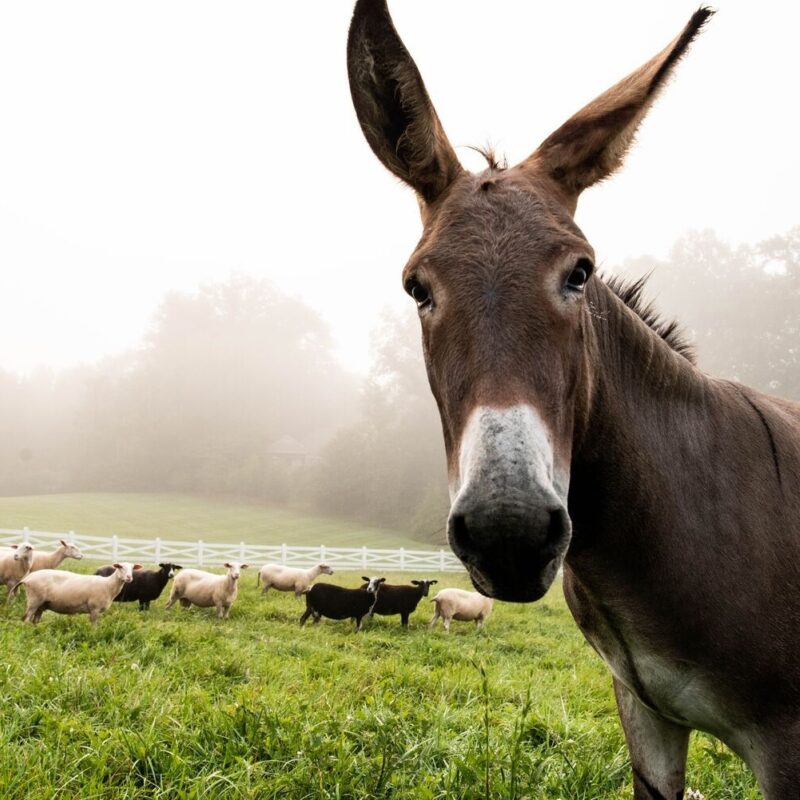 Farm Animal Fun Facts