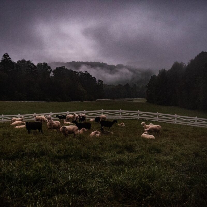 Early Mornings on the Farm