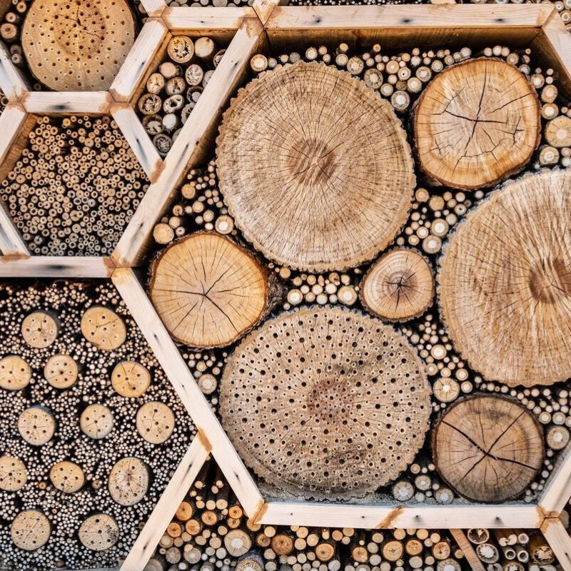 Living at the Pollinator Wall