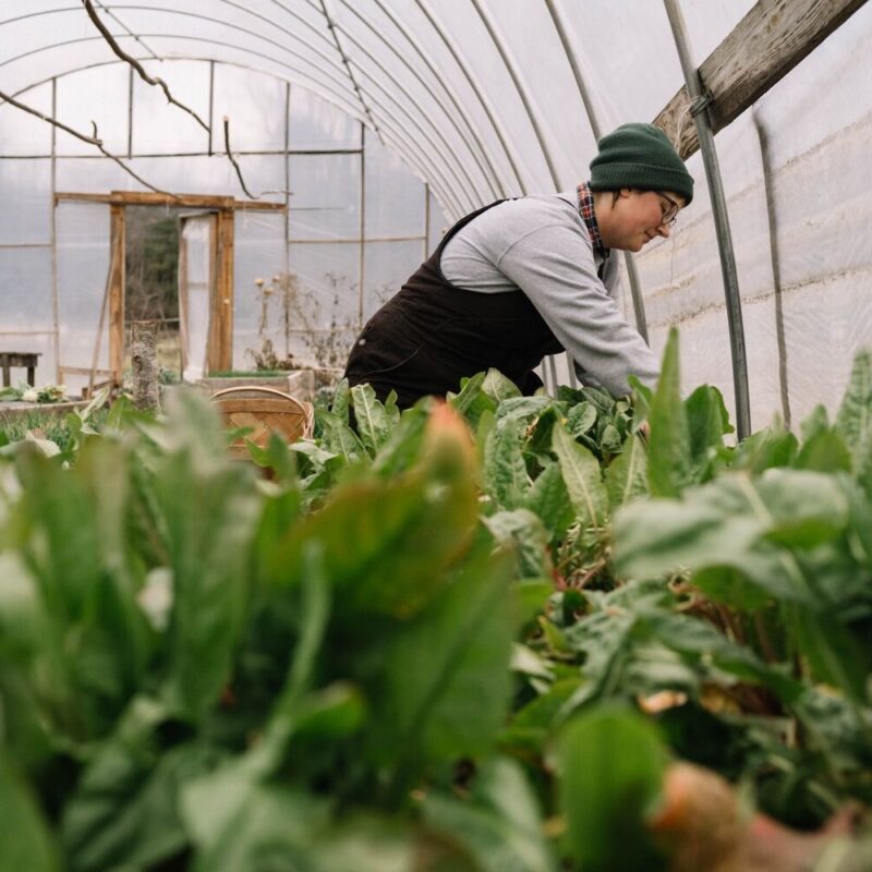 Winter in the Blackberry Farm Garden