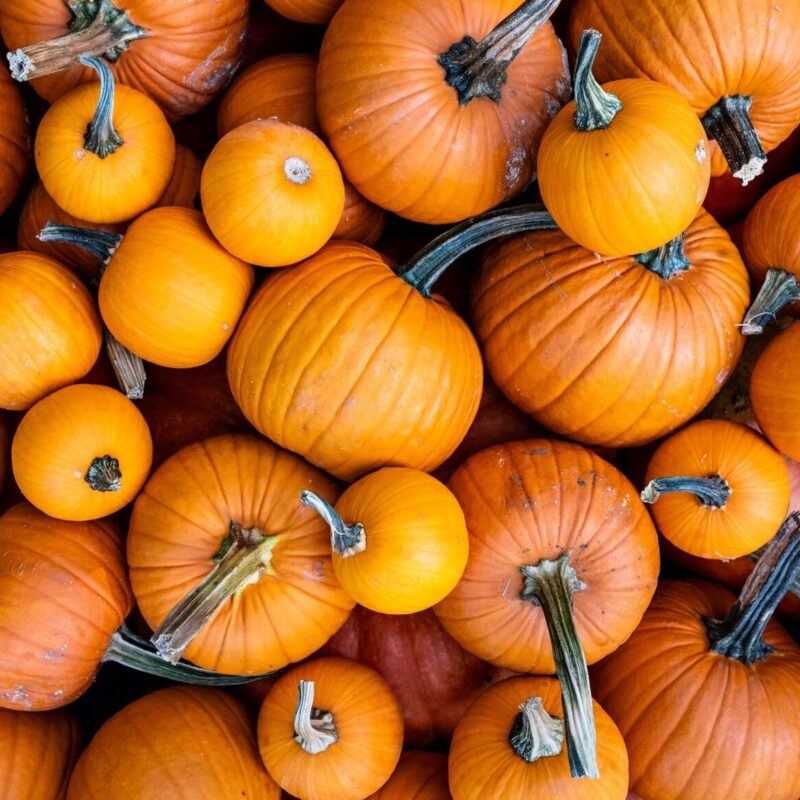 Passionate About Pumpkins