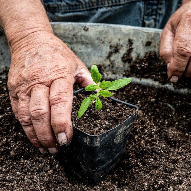 The First Seedlings