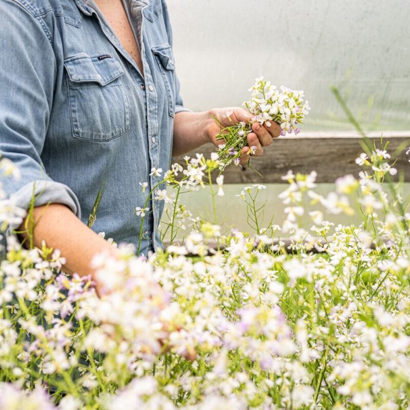 Spring in the Garden