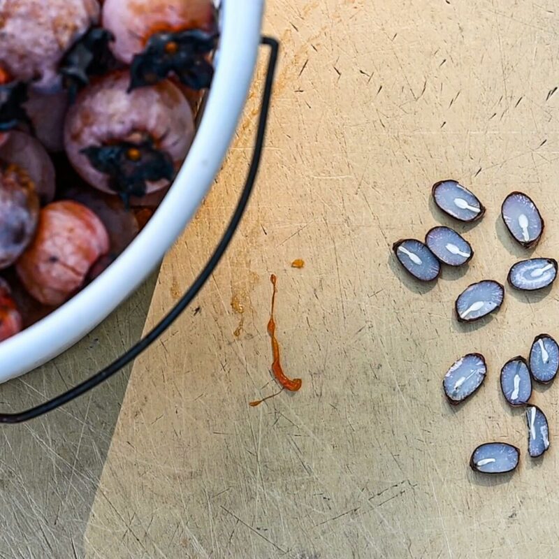 Winter Predictions with Persimmons