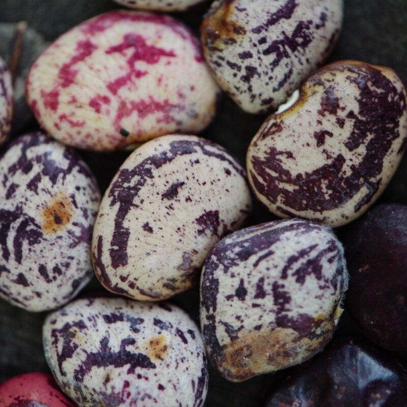 Naming Beans and Field Peas