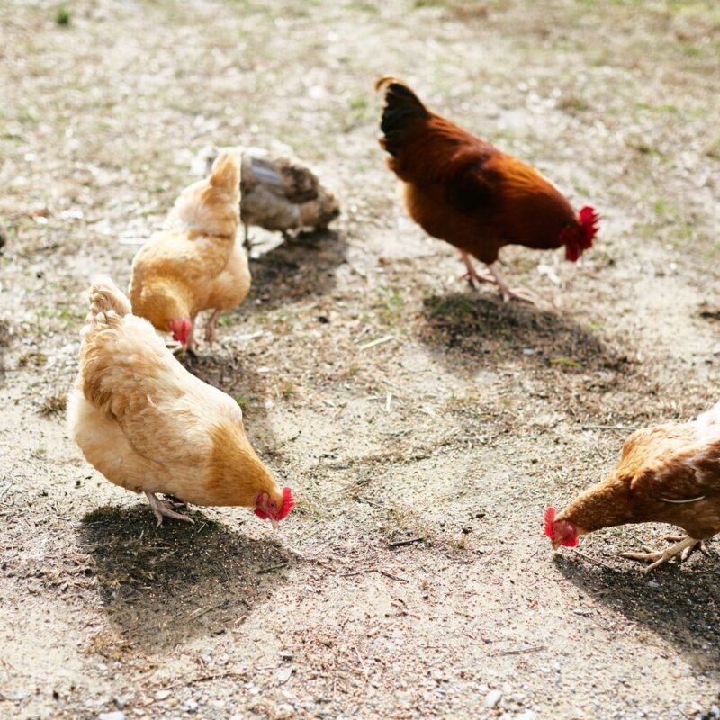 Feathered Friends of the Farmstead