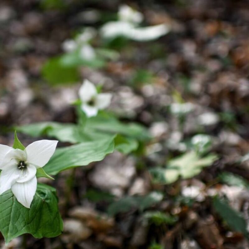 Mountain in Bloom
