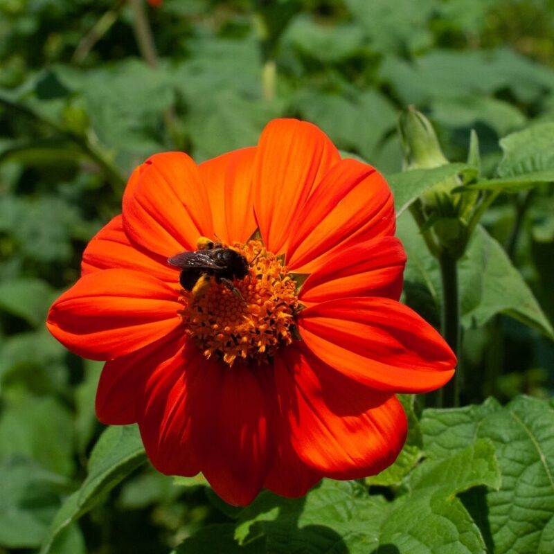 Blackberry Loves Bees
