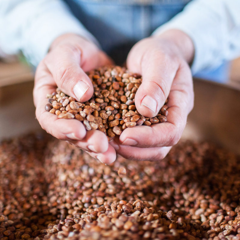 Which Beans to Plant