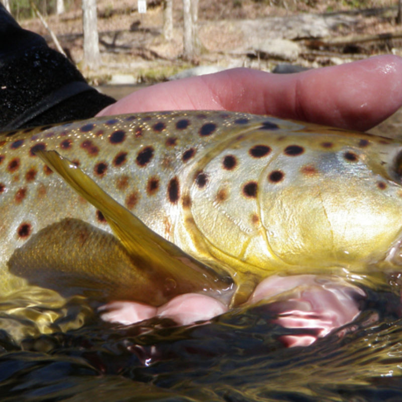 Of Early Spring and Dry Flies