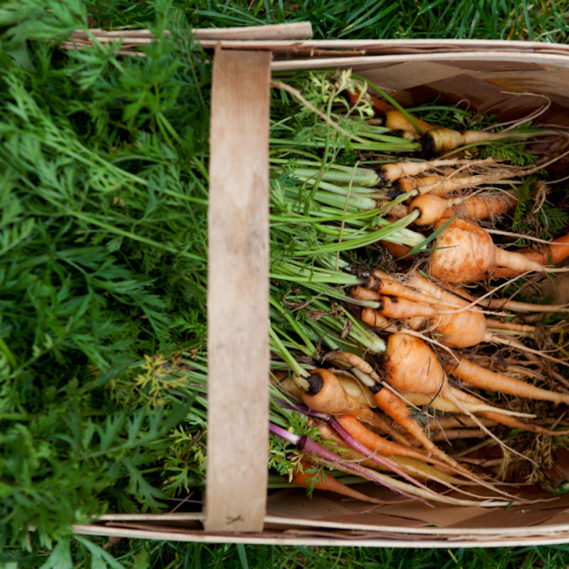 What is coming up in the garden