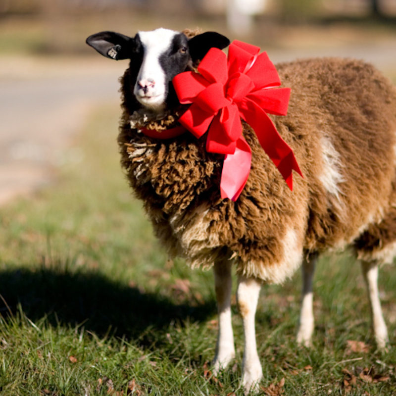 12 Ways to Give this Season