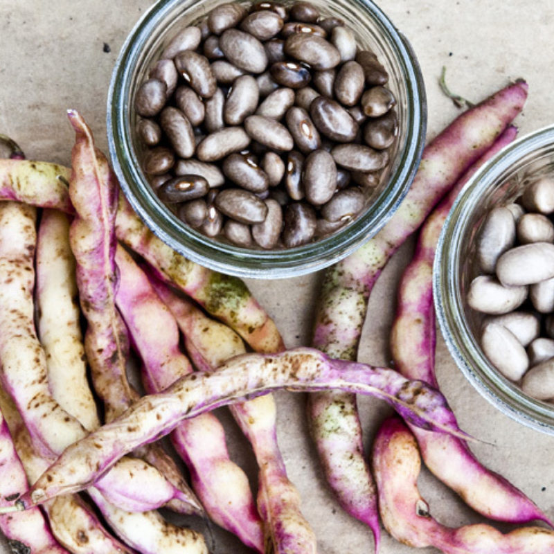 The Coffee Cornfield Bean