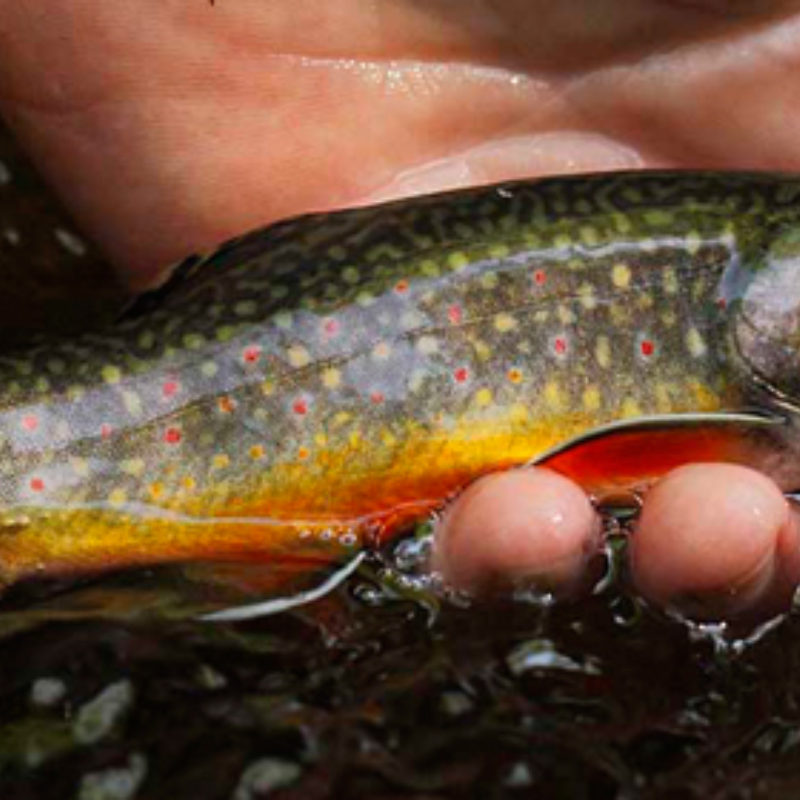 Adjusting Your Angling Perspective