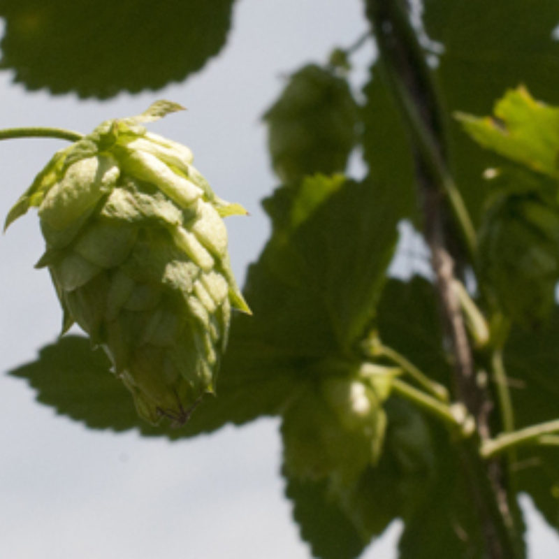 All about Hops