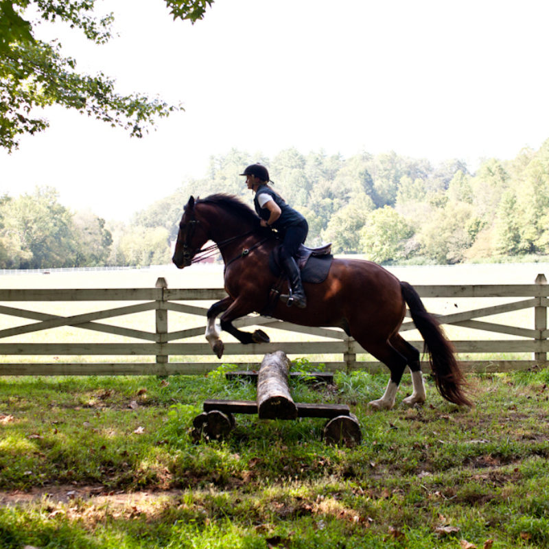 Overcoming Equine Obstacles: Real and Imagined!