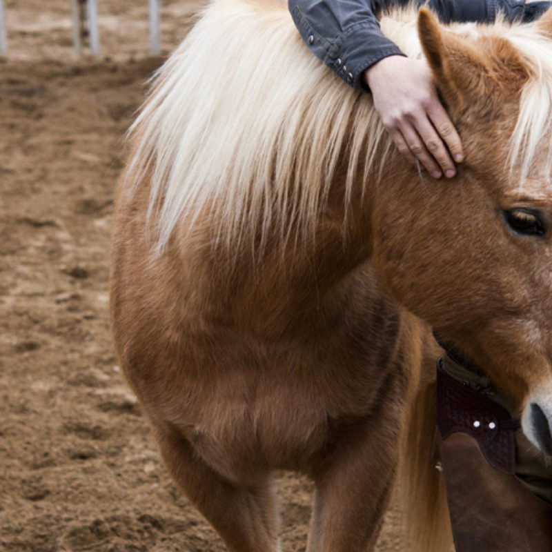 Discover the Essence of the Human Equine Experience