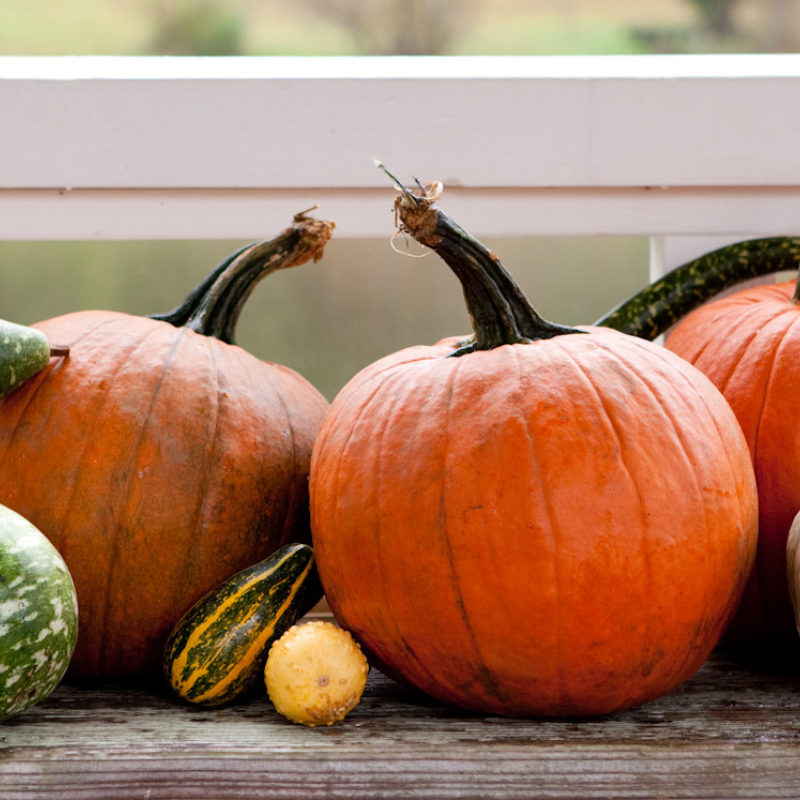 Best Pumpkins for Carving