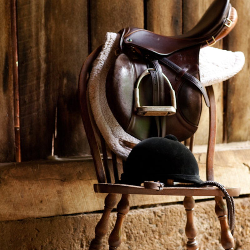 Picking a Winner: The Thoroughbred!