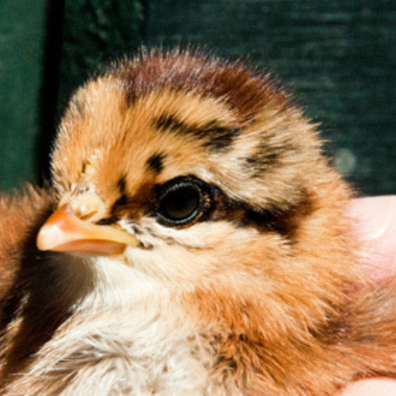 Summer Chicks