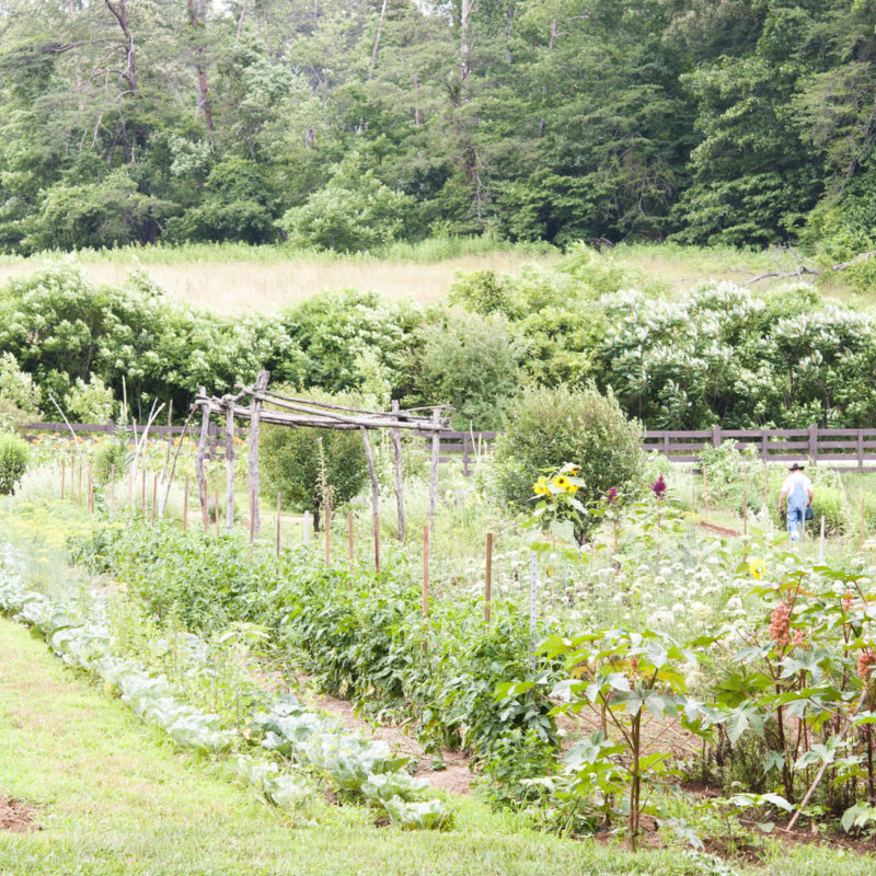 Six Summer Activities on the Farm
