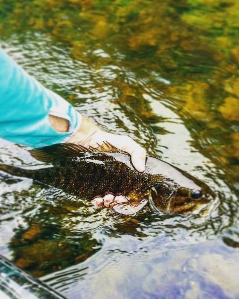 Summer in the Mountains
