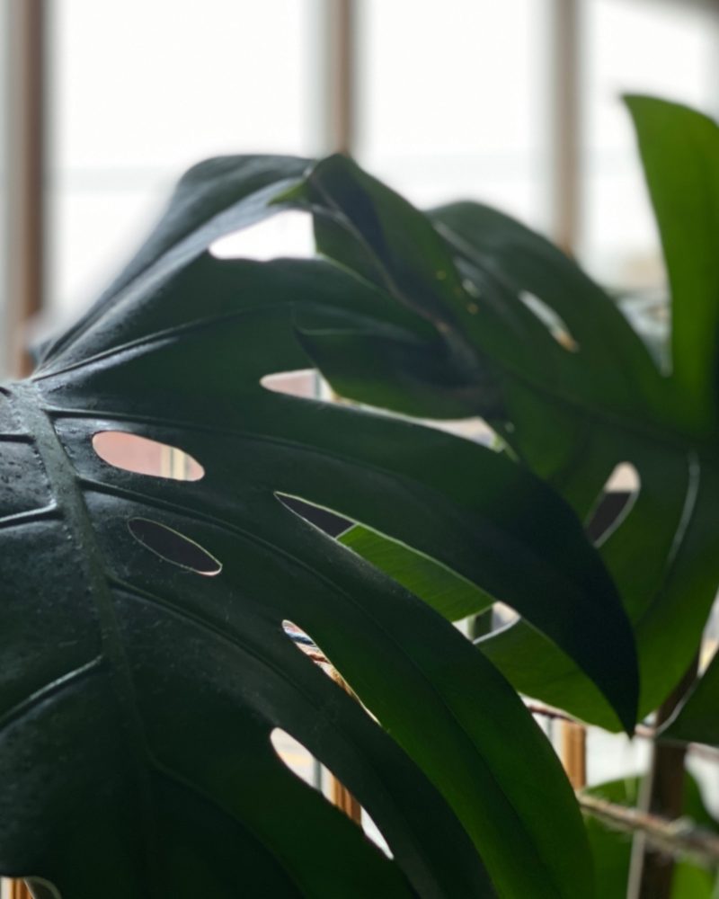 The Benefits of Bringing the Outdoors In