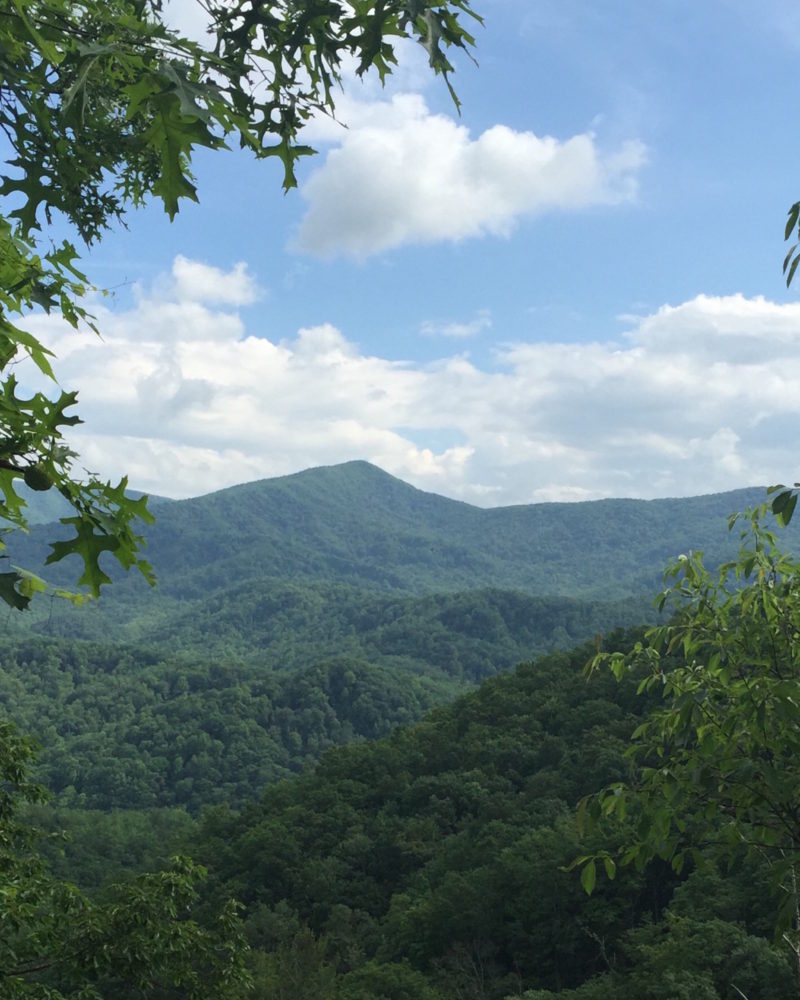 Gregory’s Bald Hike in Full Bloom!