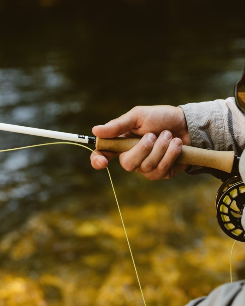 Fins, Flies and Fallen Leaves