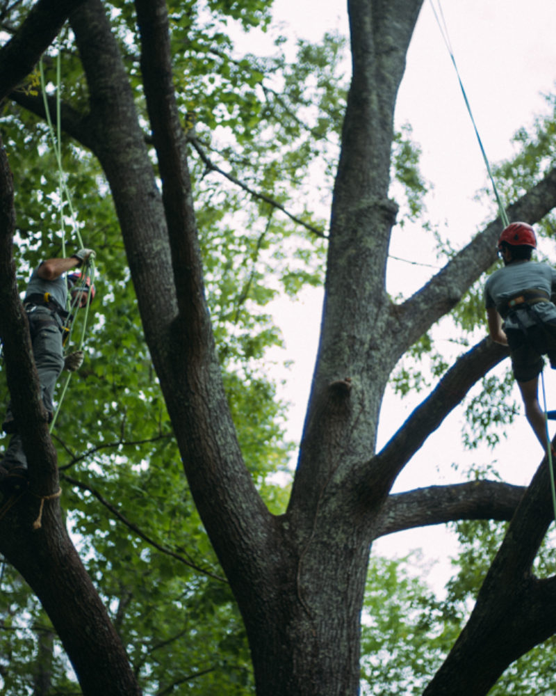 Tree Climbing on the Farm