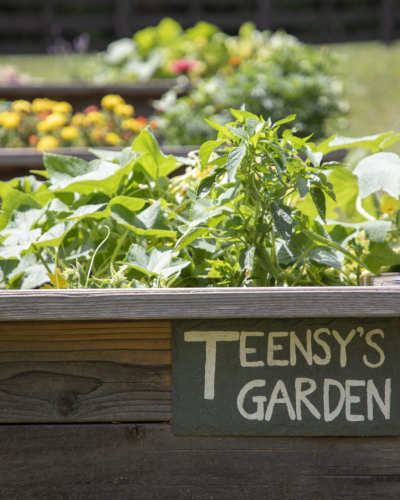 Growing In and At the Garden