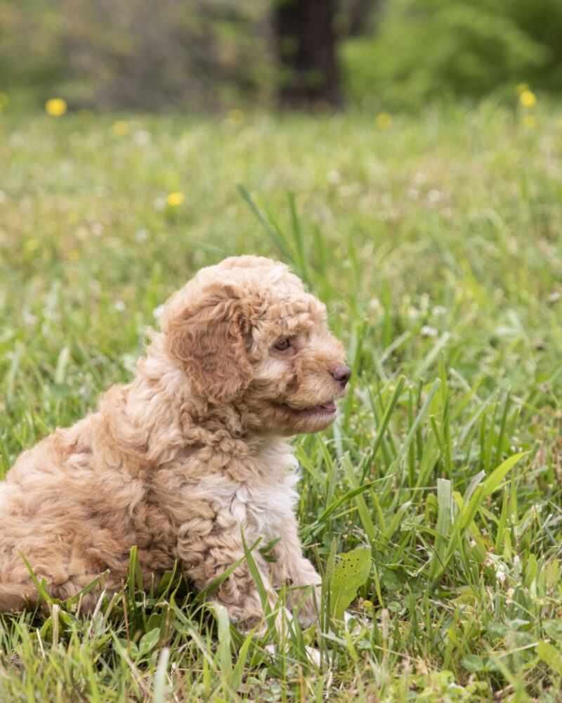 The Top Tricks Every Dog Should Know