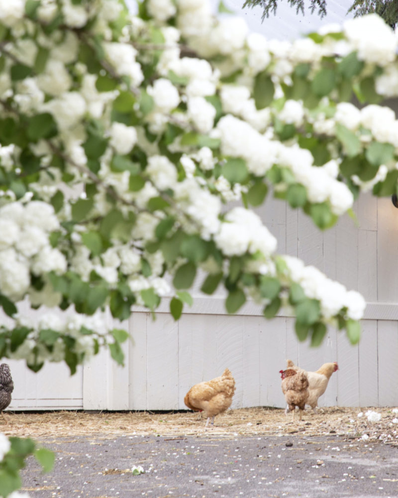 Staying Cool on the Farm