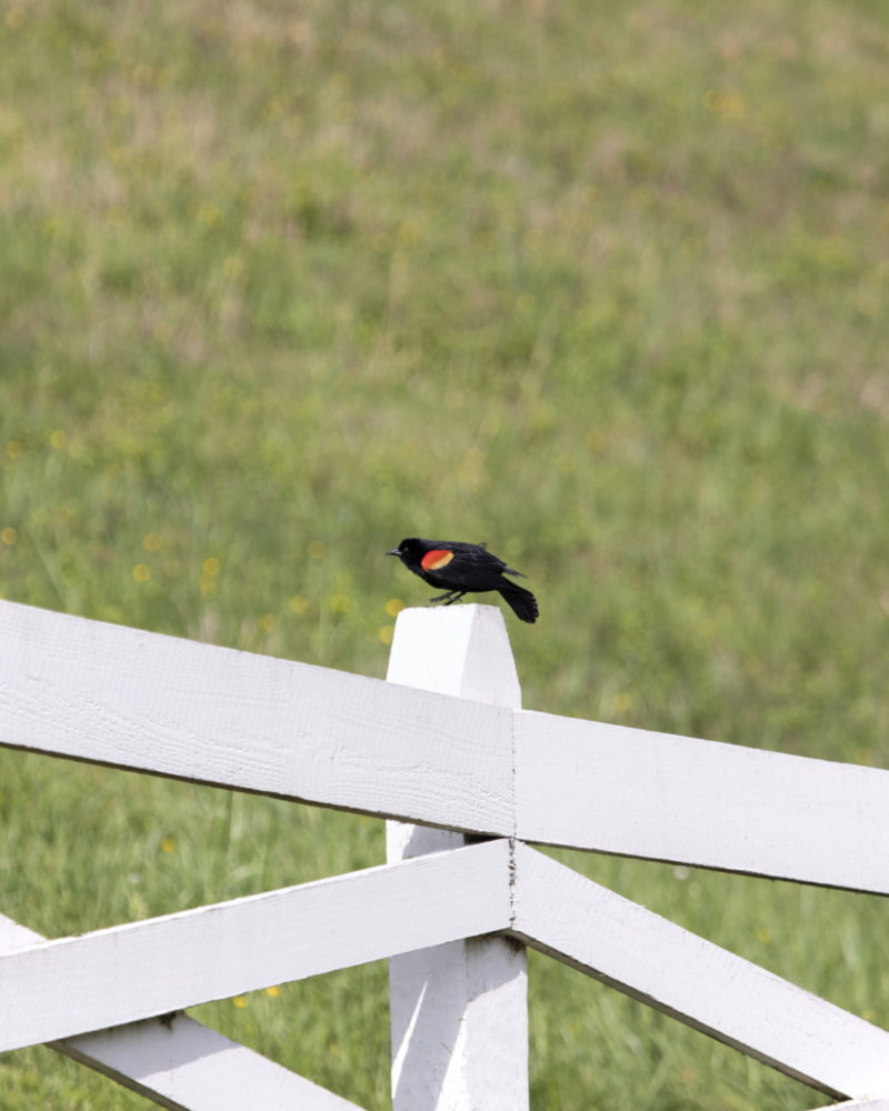 Birdwatching At Home