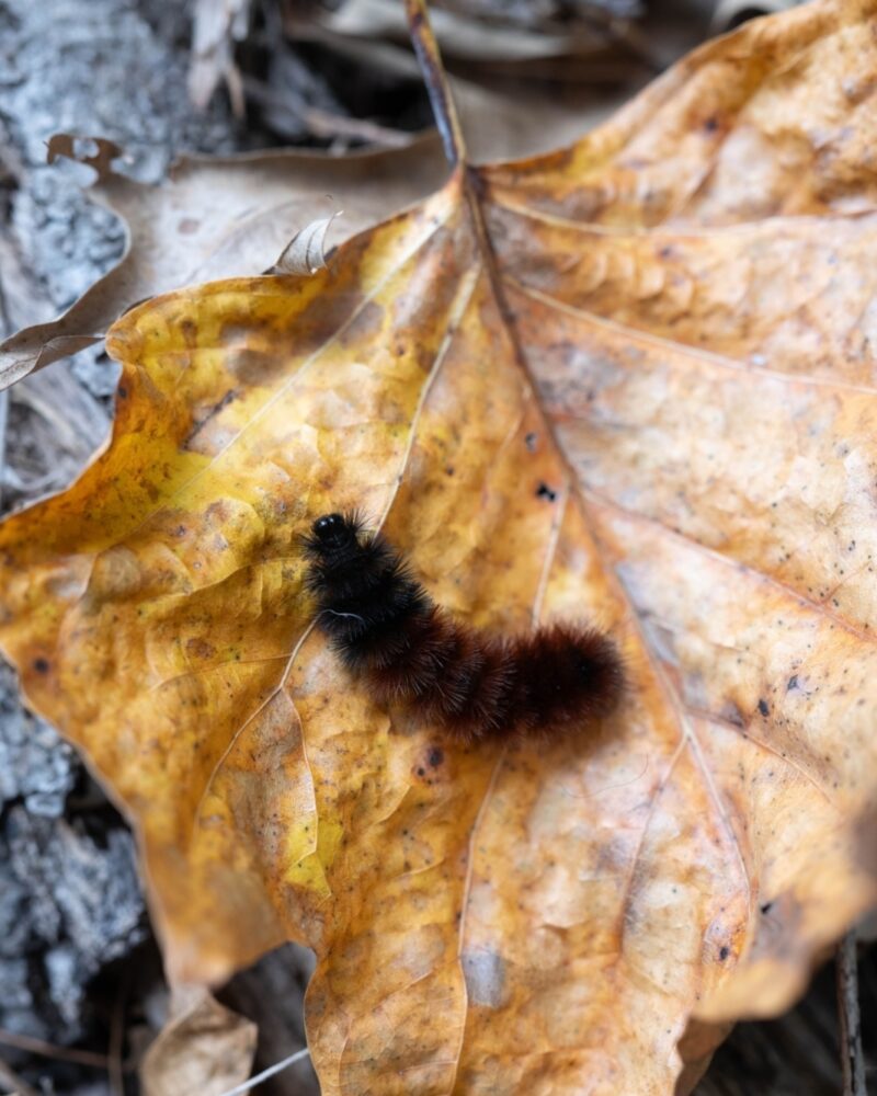 A Woolly Worm Winter