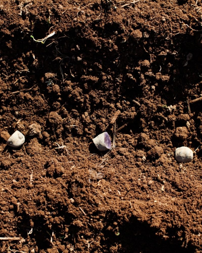 This is the Year to Start a Garden - Part 2 Starting Plants from Seed at Home