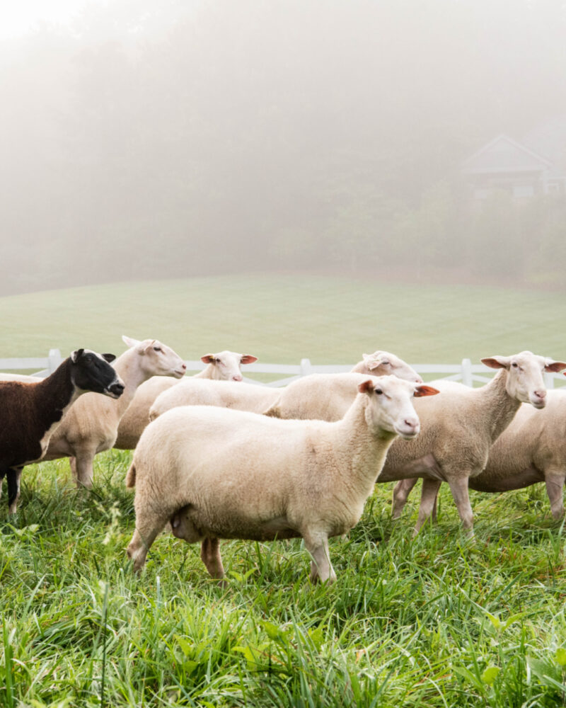 Fall with the Flock