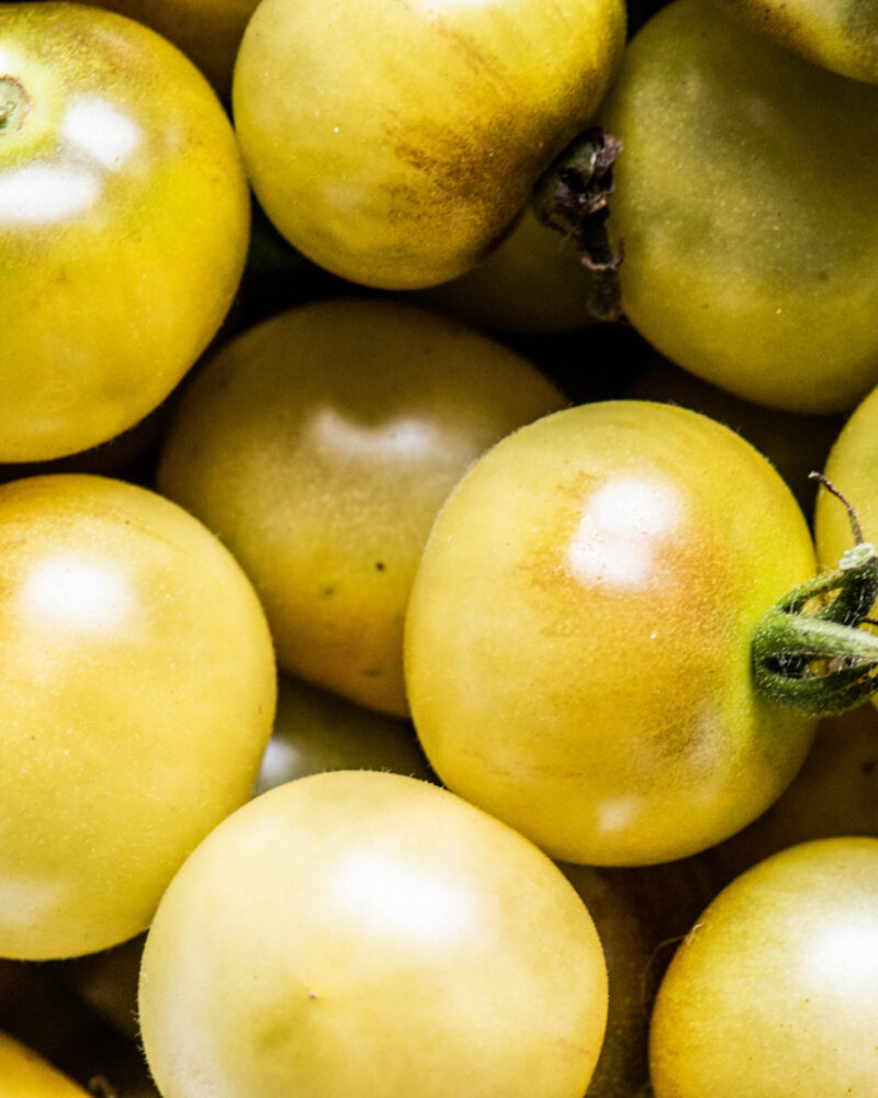 Tomato Tastings: A Garden Month Favorite