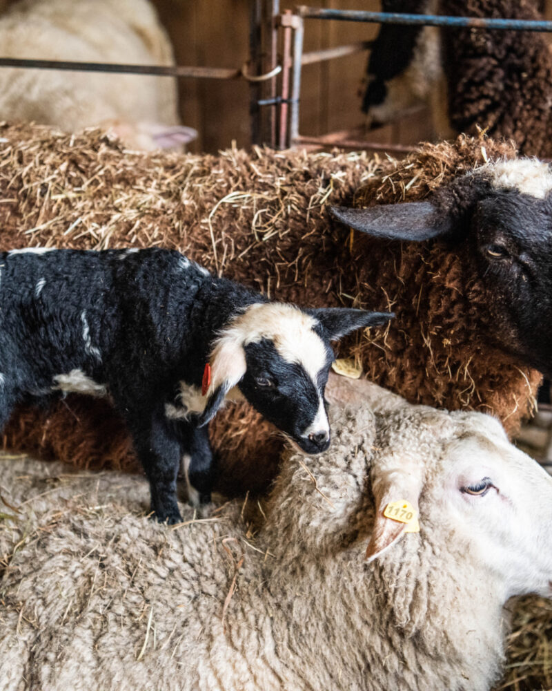 Happening in the Herd