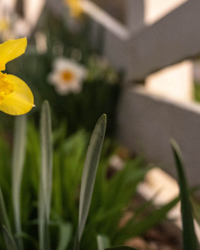 Extend the Life of your Spring Floral