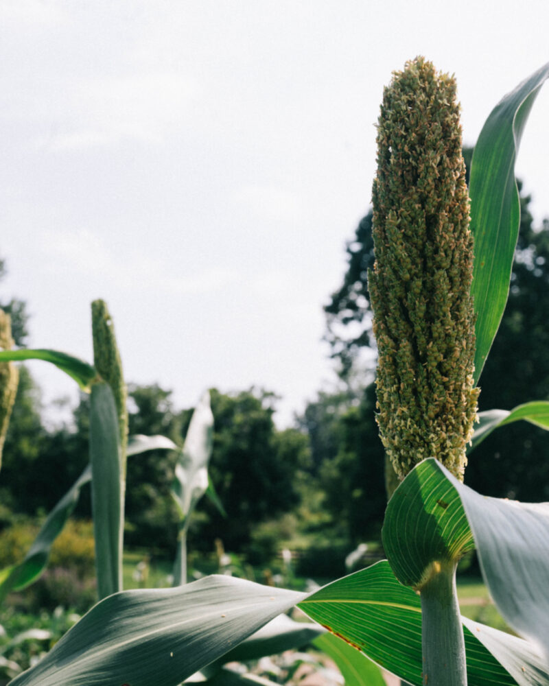 Get to Know Sorghum