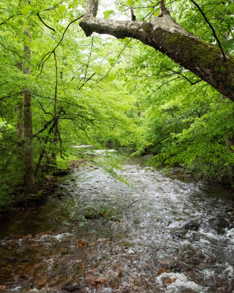 Spring Wellness Recipe