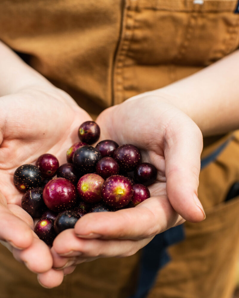 Muscadine Preserve Project