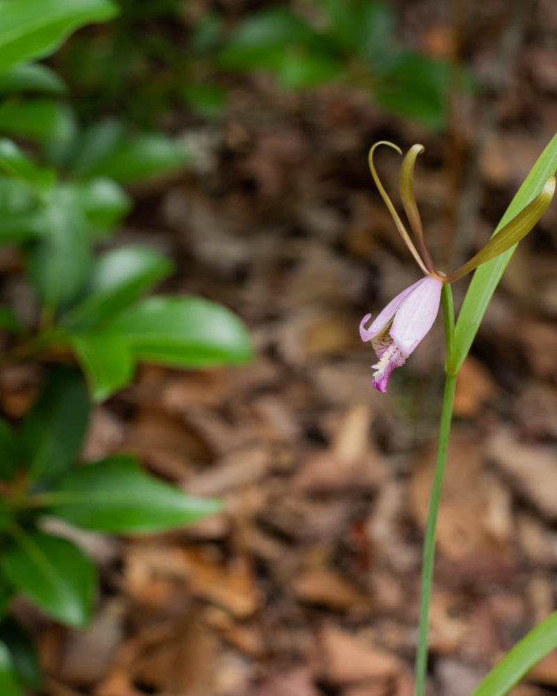 Rosebud Orchid
