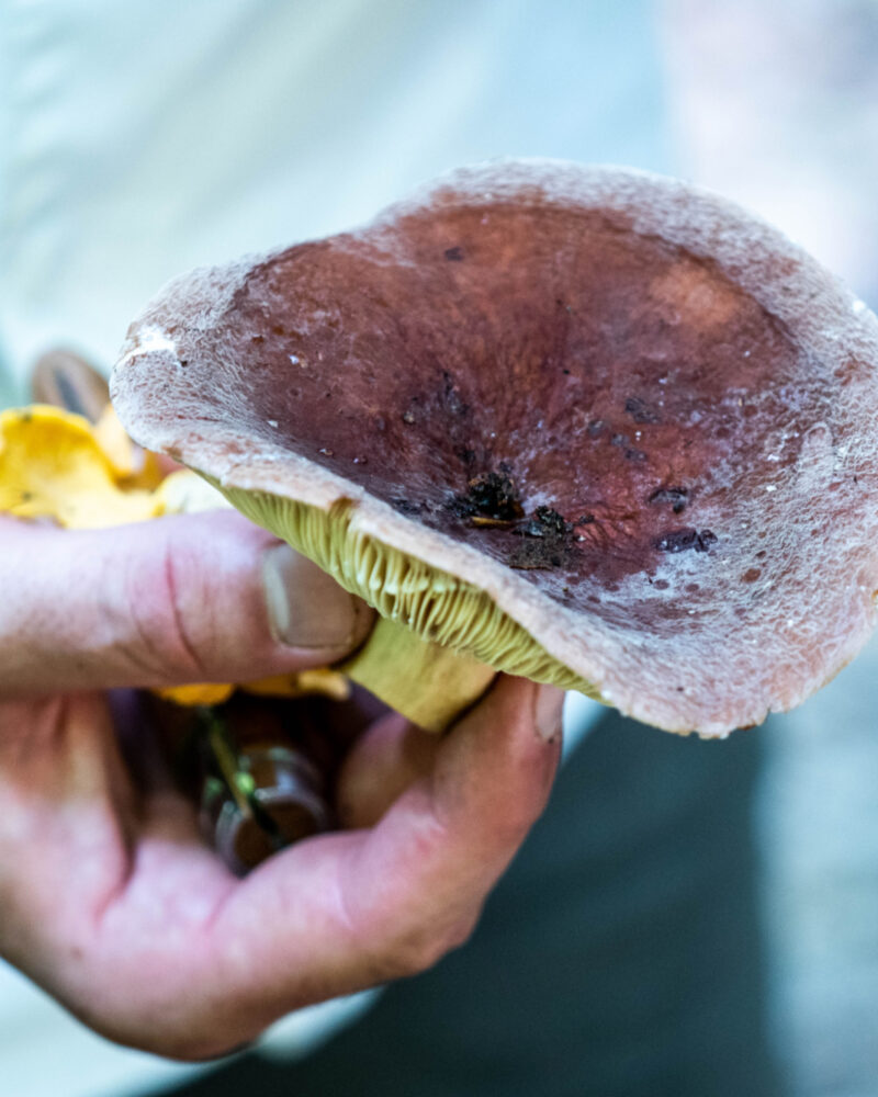 Get Ready for Foraging Season