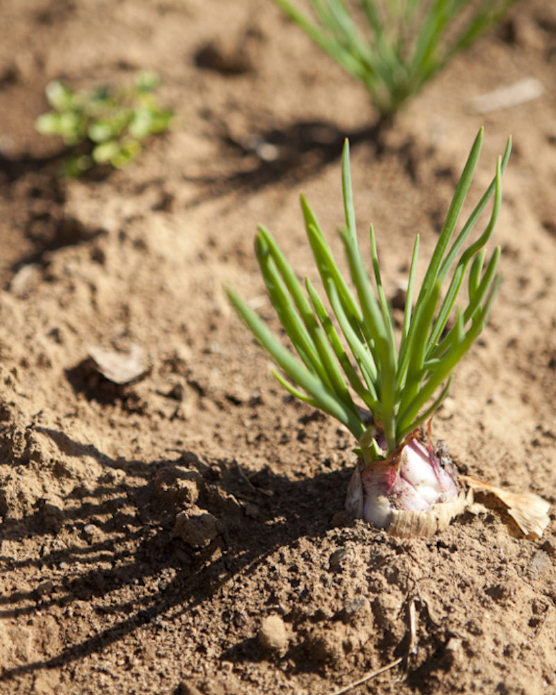 The Cades Cove Garden