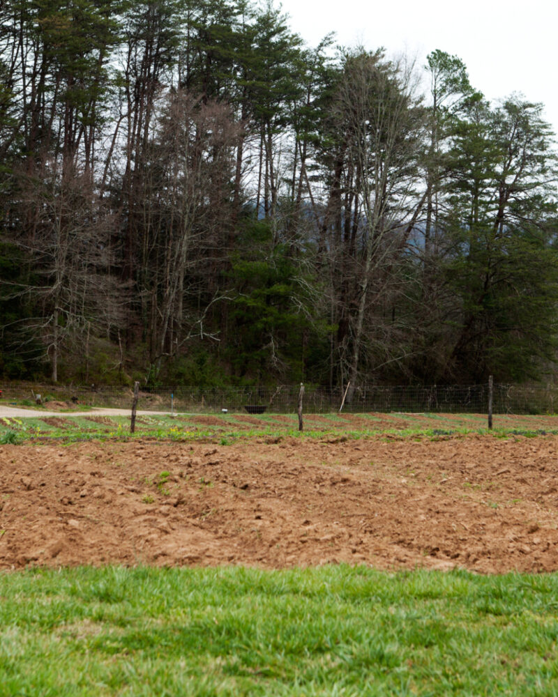 March Garden Check-In