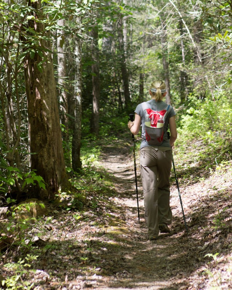 Wildlife in the Woods