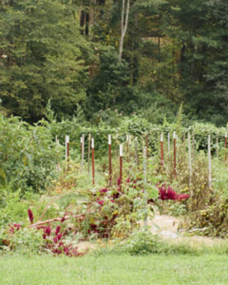 Garden Activities this August!