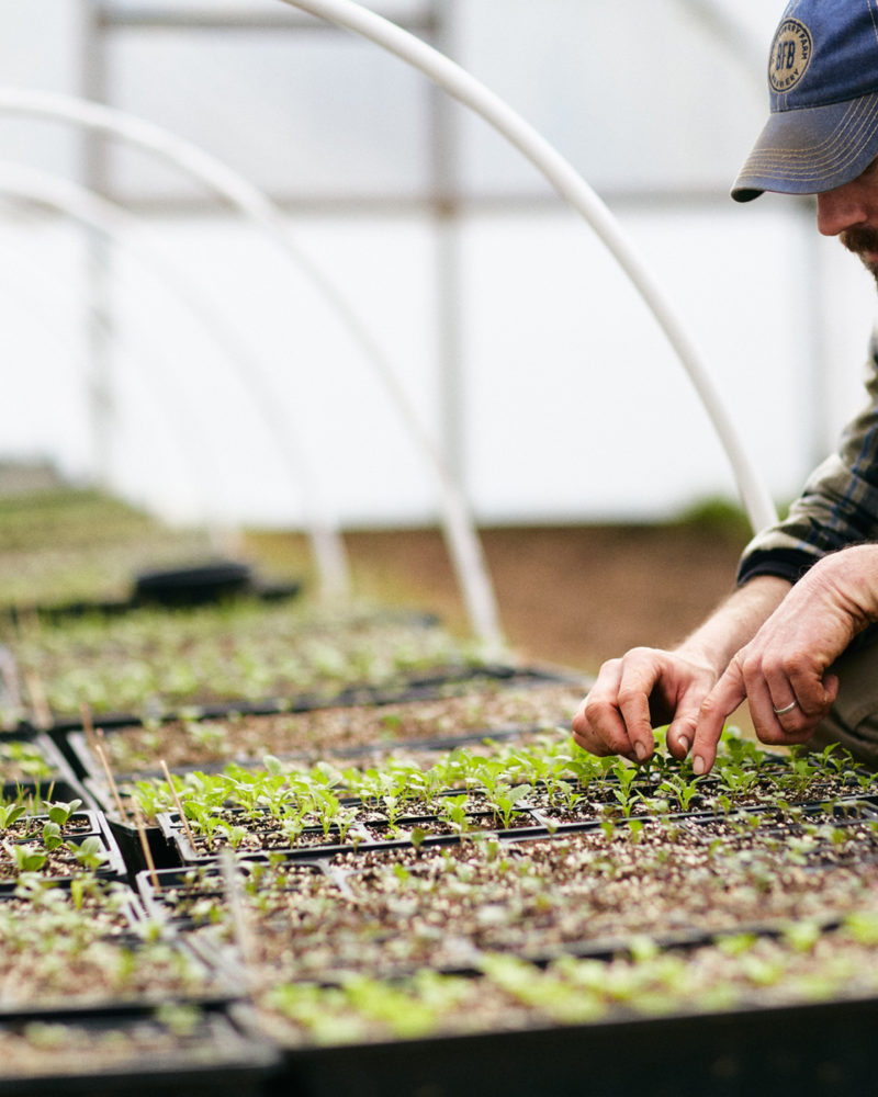 Garden Month Planting